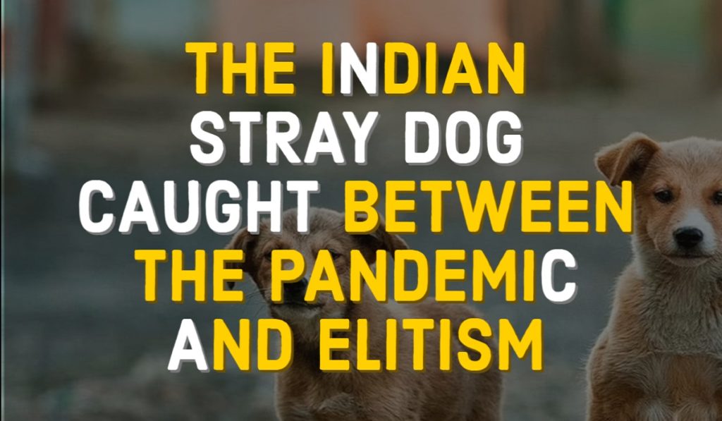 THE INDIAN STRAY DOG CAUGHT BETWEEN THE PANDEMIC AND ELITISM