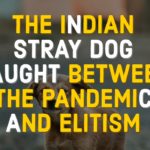 THE INDIAN STRAY DOG CAUGHT BETWEEN THE PANDEMIC AND ELITISM