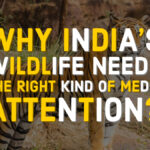 India's wildlife needs right media attention
