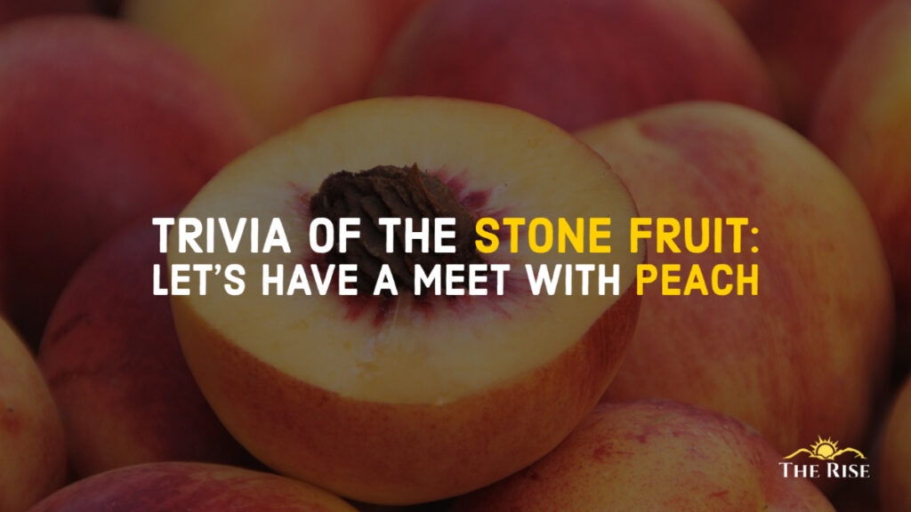 TRIVIA OF THE STONE FRUIT