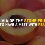 TRIVIA OF THE STONE FRUIT