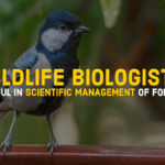 wildlife biologists forests management