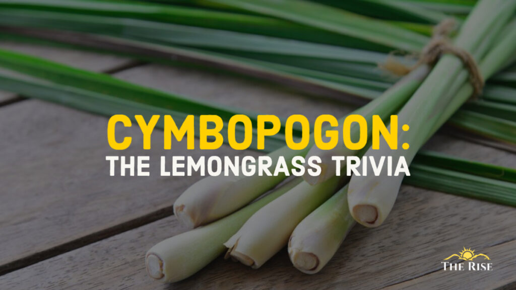 THE LEMONGRASS TRIVIA