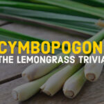 THE LEMONGRASS TRIVIA