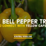 THE BELL PEPPER TRAIL