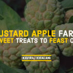 CUSTARD APPLE SWEET TREATS