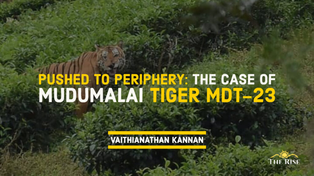 Mudumalai Tiger MDT-23 Periphery