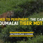 Mudumalai Tiger MDT-23 Periphery