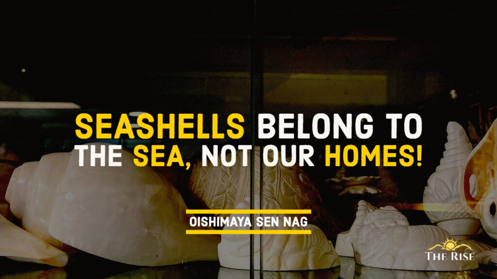 Seashells trading calls attention