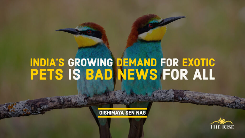 India Growing Demand For Exotic Pets Is Bad News For all