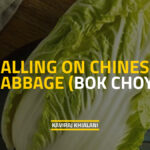 Chinese Cabbage (Bok Choy)