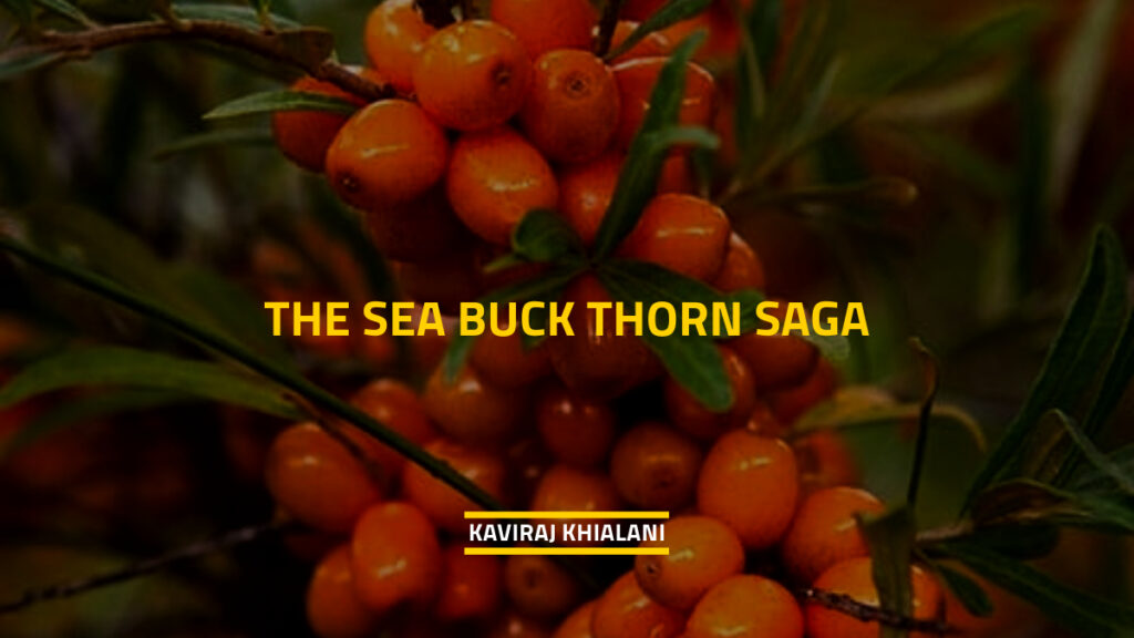 The Sea Buck Thorn Saga