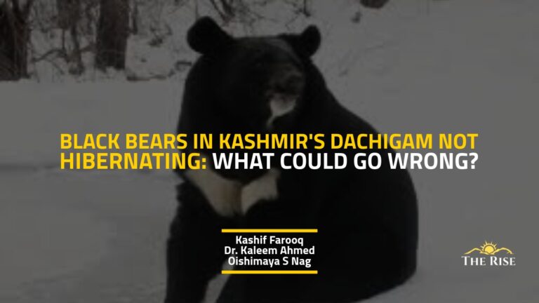 Black Bears in Kashmir’s Dachigam Are No Longer Hibernating: What Could Possibly go Wrong?