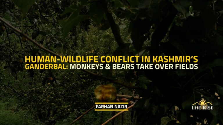 Human-Wildlife Conflict Deepens in Kashmir’s Ganderbal: Monkeys and Bears Take Over Fields