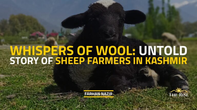Whispers of Wool: The Untold Story of Sheep Farmers in Kashmir