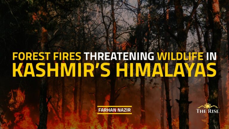 How Forest Fires Are Threatening Wildlife in Kashmir’s Himalayas