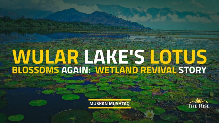 Wular Lake’s Lotus Blossoms Again: A Wetland Revival Story