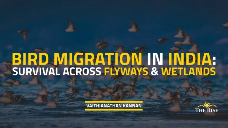 Bird Migration in India: Survival Across Flyways and Wetlands