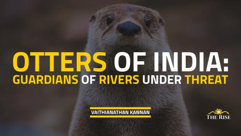 Otters of India: Guardians of Rivers Under Threat